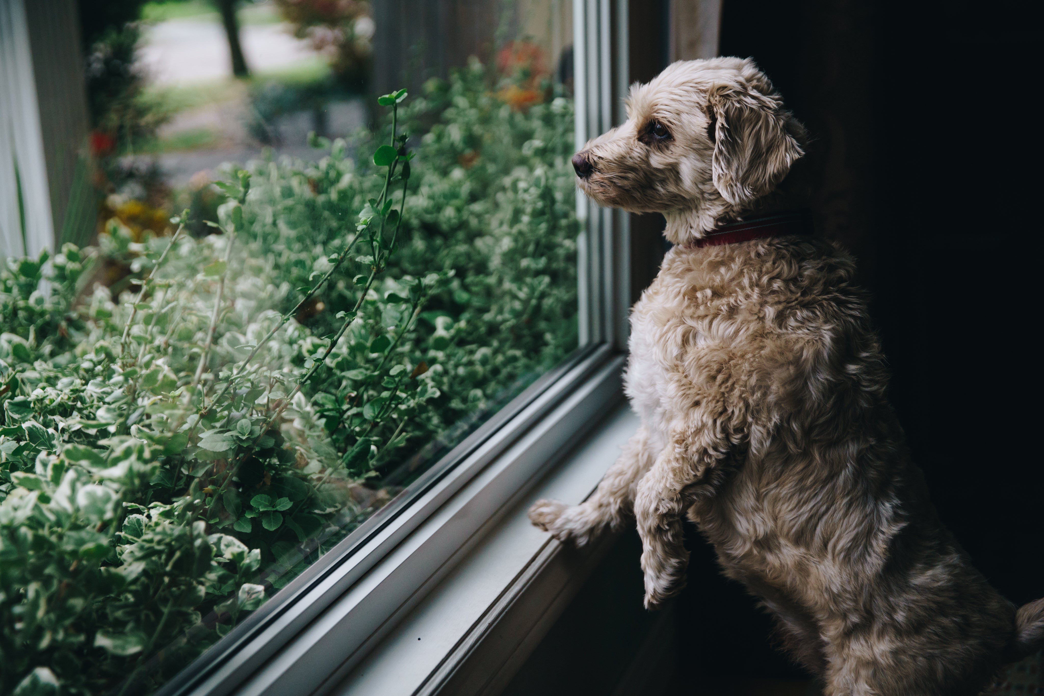 files/fuzzy-dog-looks-out-window.jpg