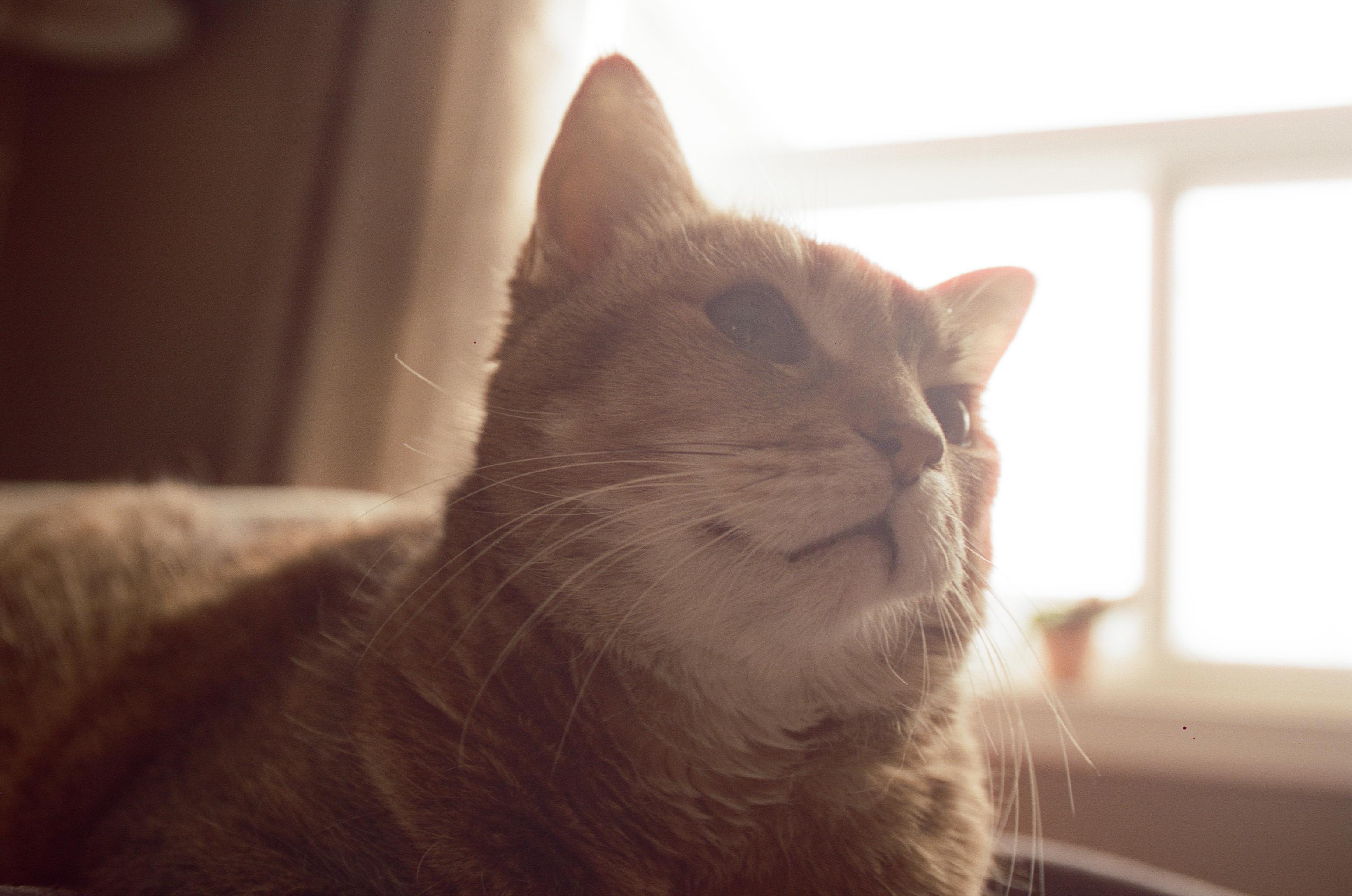 files/happy-ginger-cat.jpg